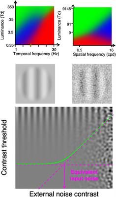 Functionally Assessing the Age-Related Decline in the Detection Rate of Photons by Cone Photoreceptors